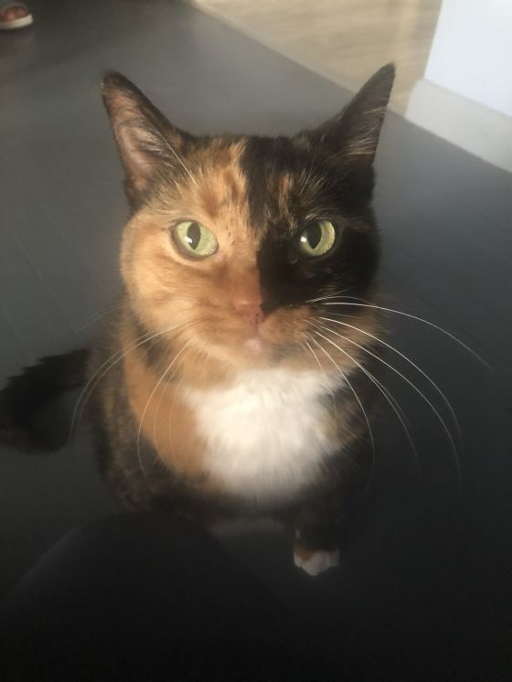 Gizmo